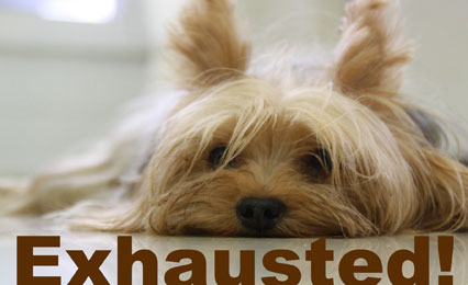 Why We Are So Exhausted!